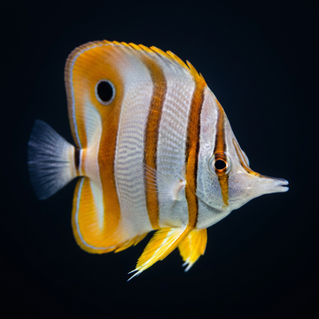 Copperband Butterflyfish
