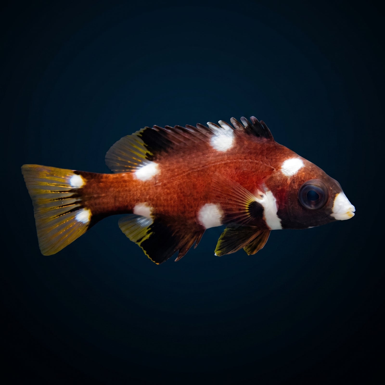 Coral Spotted Axillaris Hogfish (Bodianus Axillaris) saltwater aquarium fish portrait