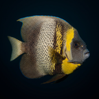 Cortez Angelfish - Adult