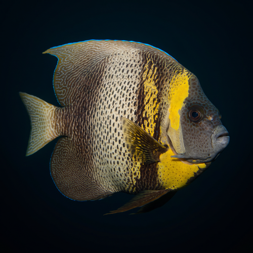Cortez Angelfish - Adult