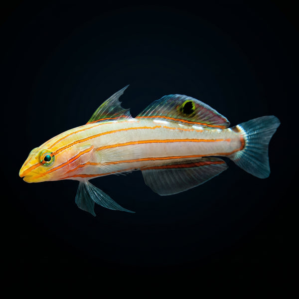 Court Jester Goby (Koumansetta Rainfordi) saltwater aquarium fish portrait