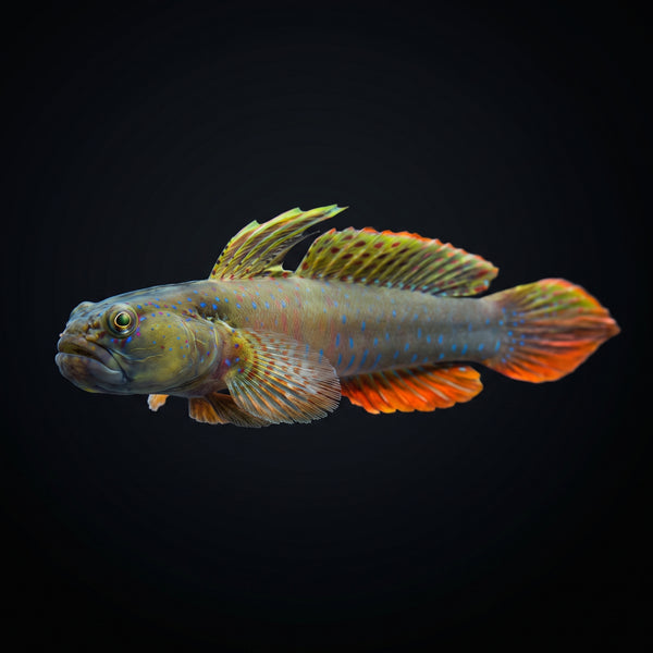 Crested Oyster Goby (Cryptocentroides Gobioides) saltwater aquarium fish portrait