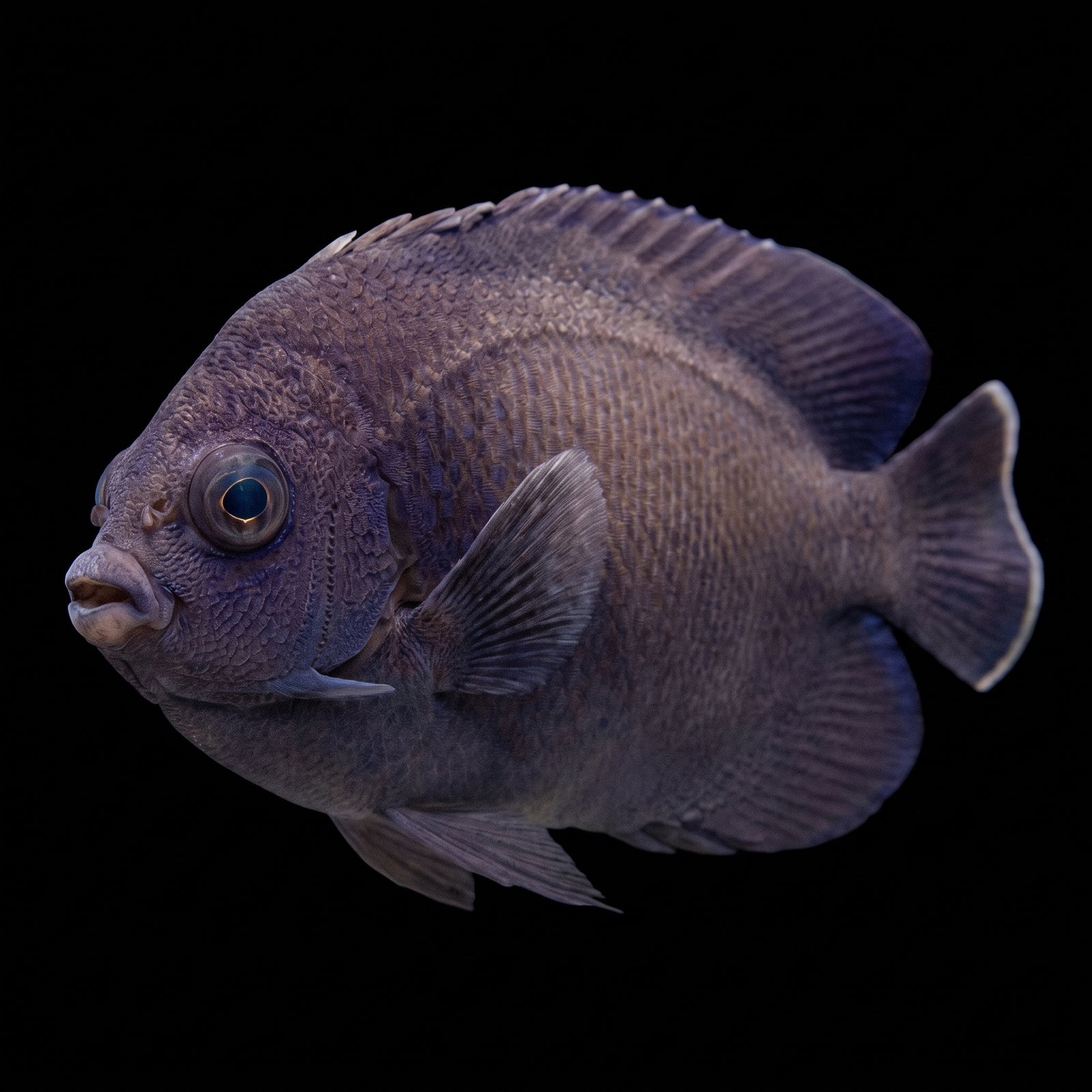Deb's Blue Velvet Angelfish (Centropyge Deborae) saltwater aquarium fish portrait