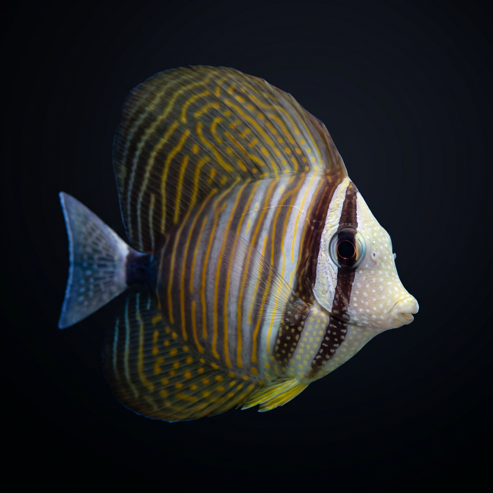 Desjardini Sailfin Tang (Zebrasoma desjardini) saltwater aquarium fish