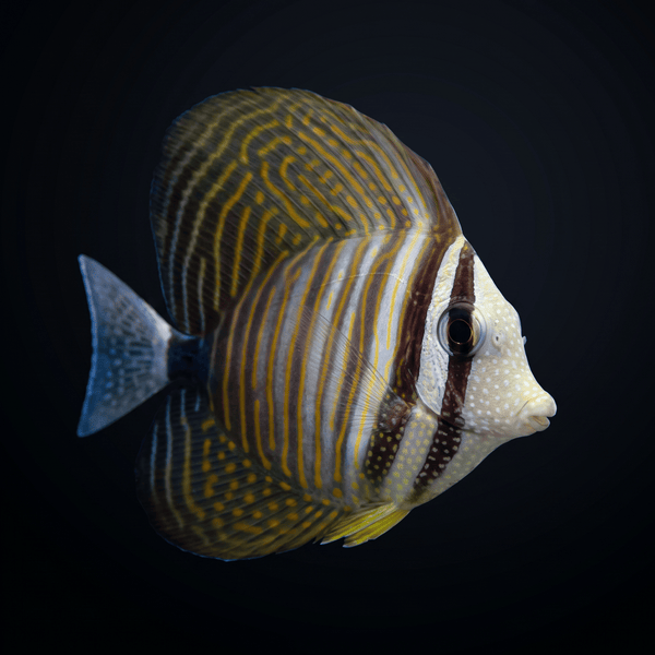 Desjardini Sailfin Tang (Zebrasoma desjardini) saltwater aquarium fish