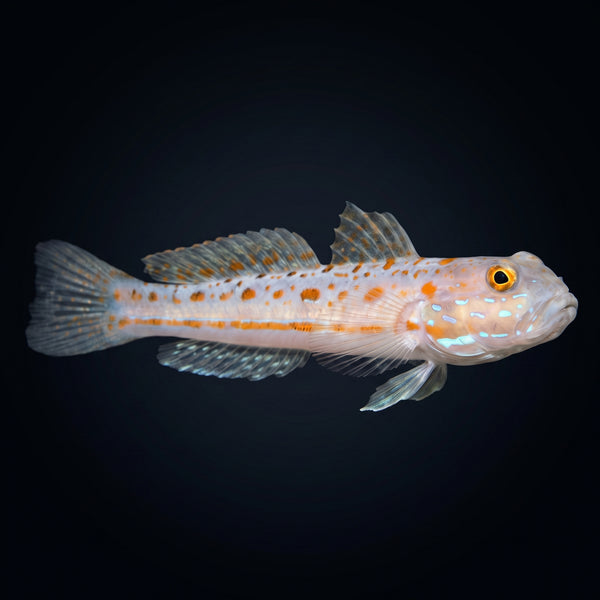 Diamond Watchman Goby (Valenciennea puellaris) saltwater aquarium fish portrait