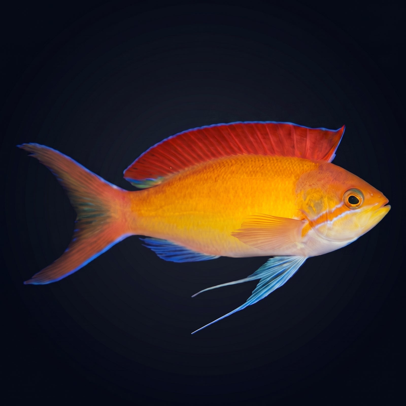 Dispar Anthias (Pseudanthias dispar) saltwater aquarium fish portrait