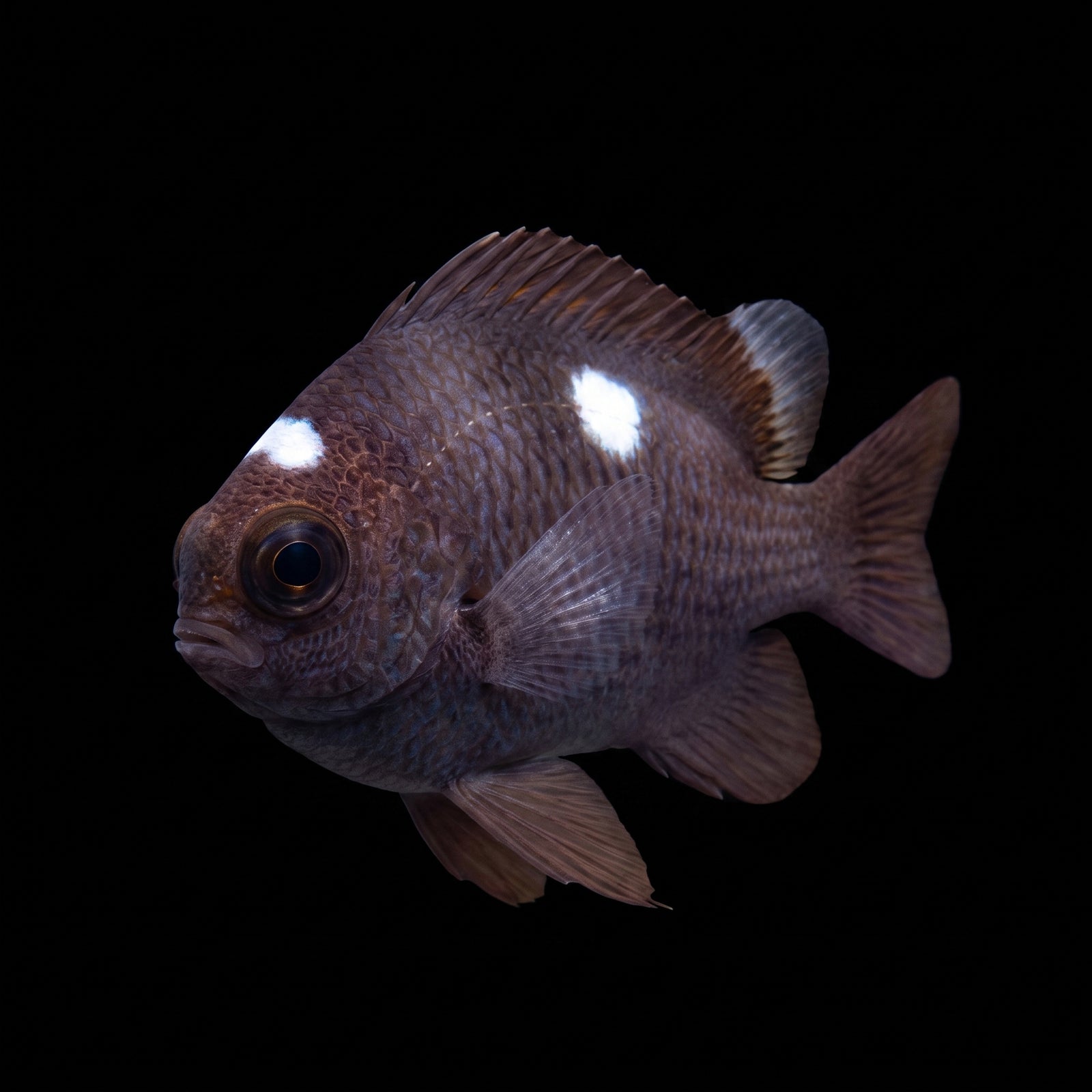 Domino Damsel (Dascyllus Trimaculatus) saltwater aquarium fish portrait