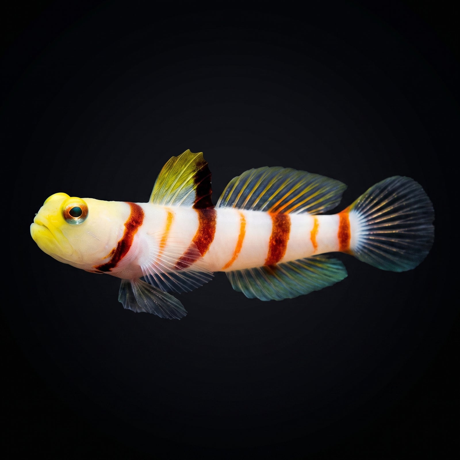 Dracula Goby (Stonogobiops Dracula) saltwater aquarium fish portrait