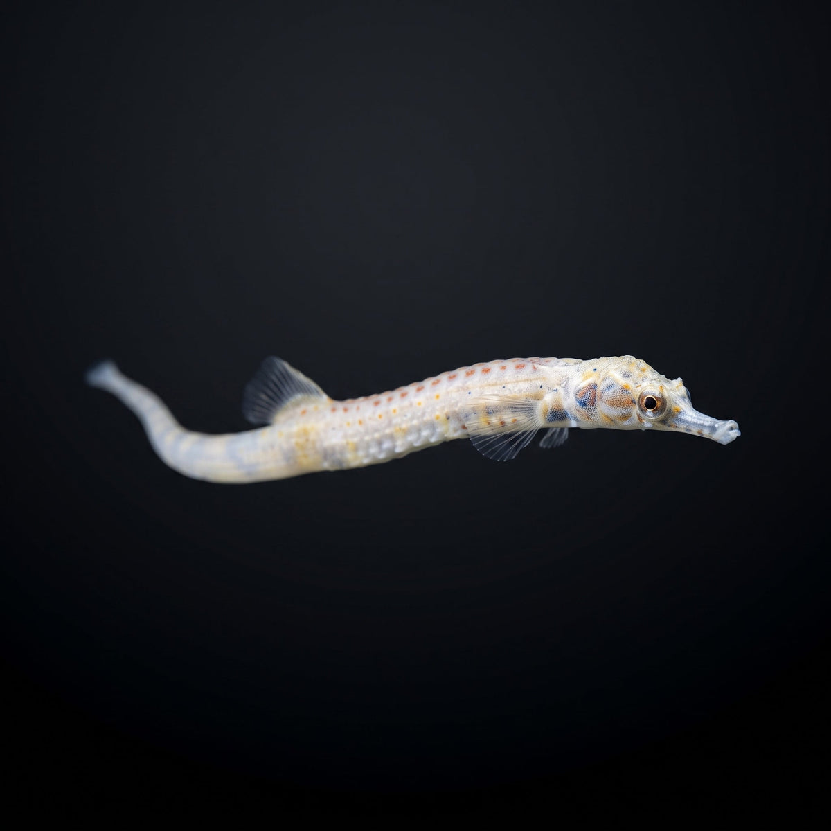 Dragonface Pipefish (Corythoichthys haematopterus) saltwater aquarium fish portrait
