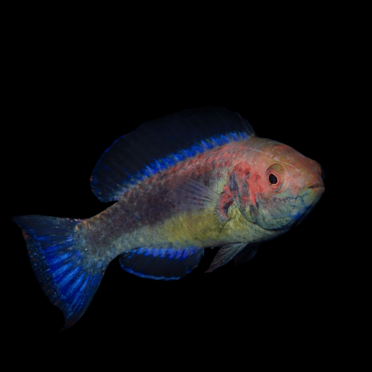 Dusky Brunneus Fairy Wrasse (Cirrhilabrus brunneus) saltwater aquarium fish