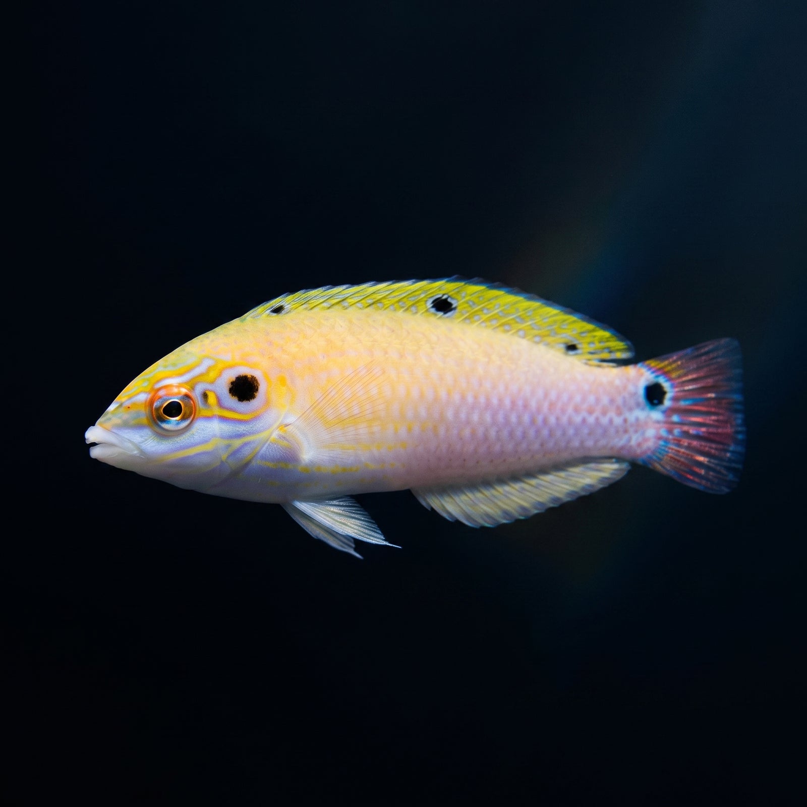 Earmuff Wrasse (Halichoeres Melasmapomus) saltwater aquarium fish portrait