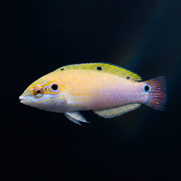 Earmuff Wrasse (Halichoeres Melasmapomus) saltwater aquarium fish portrait