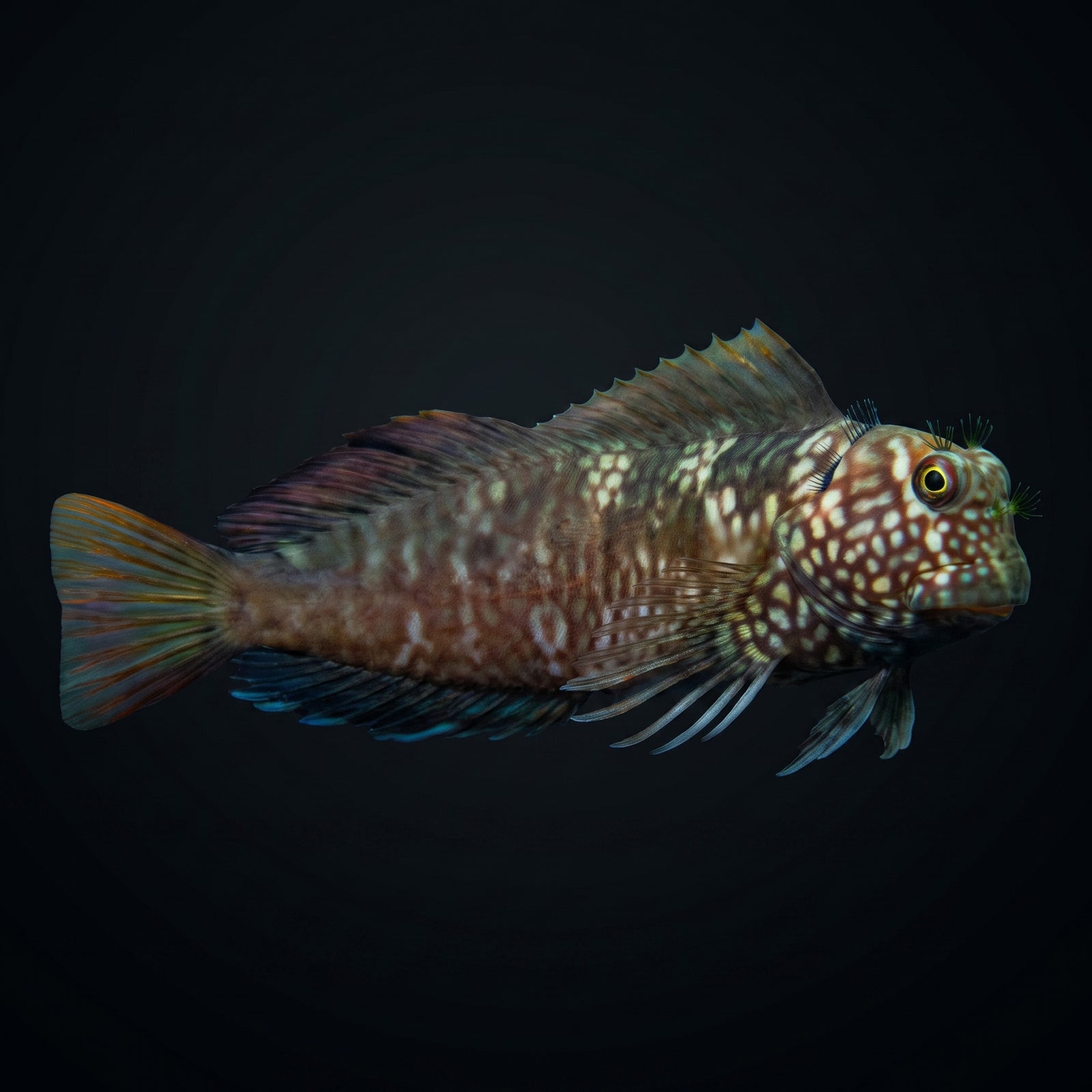 Ember Blenny (Cirripectes Stigmaticus) saltwater aquarium fish portrait