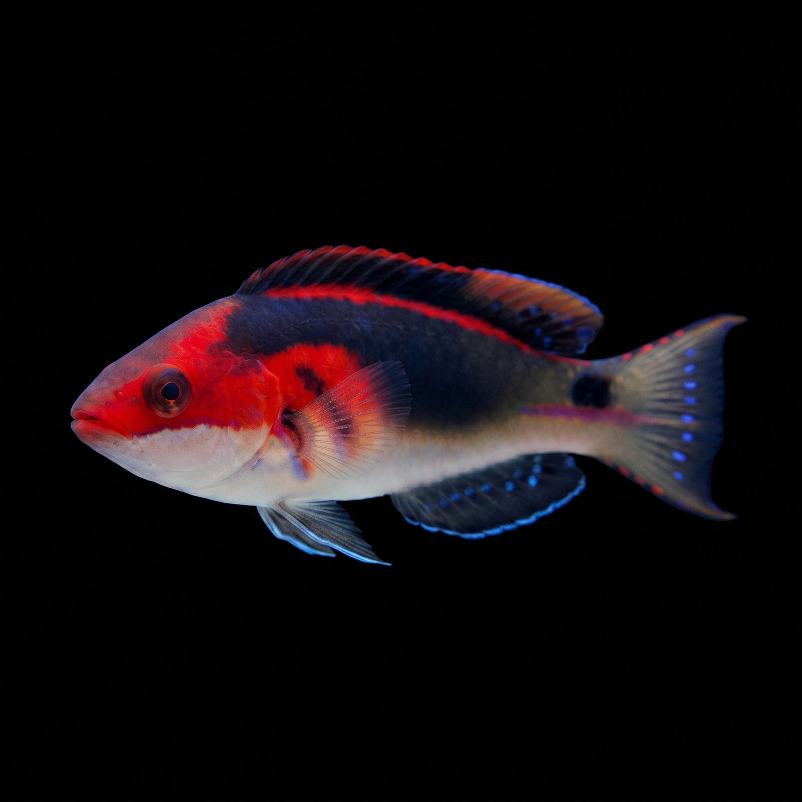 Exquisite Fairy Wrasse (Cirrhilabrus exquisitus) saltwater aquarium fish portrait
