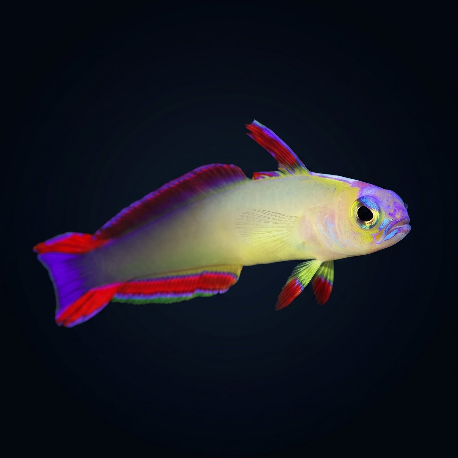 Exquisite Firefish (Nemateleotris exquisita) saltwater aquarium fish portrait