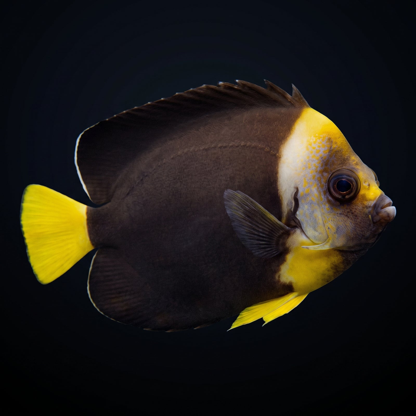 False Personifer Angelfish (Chaetodontoplus Meredithi) saltwater aquarium fish portrait