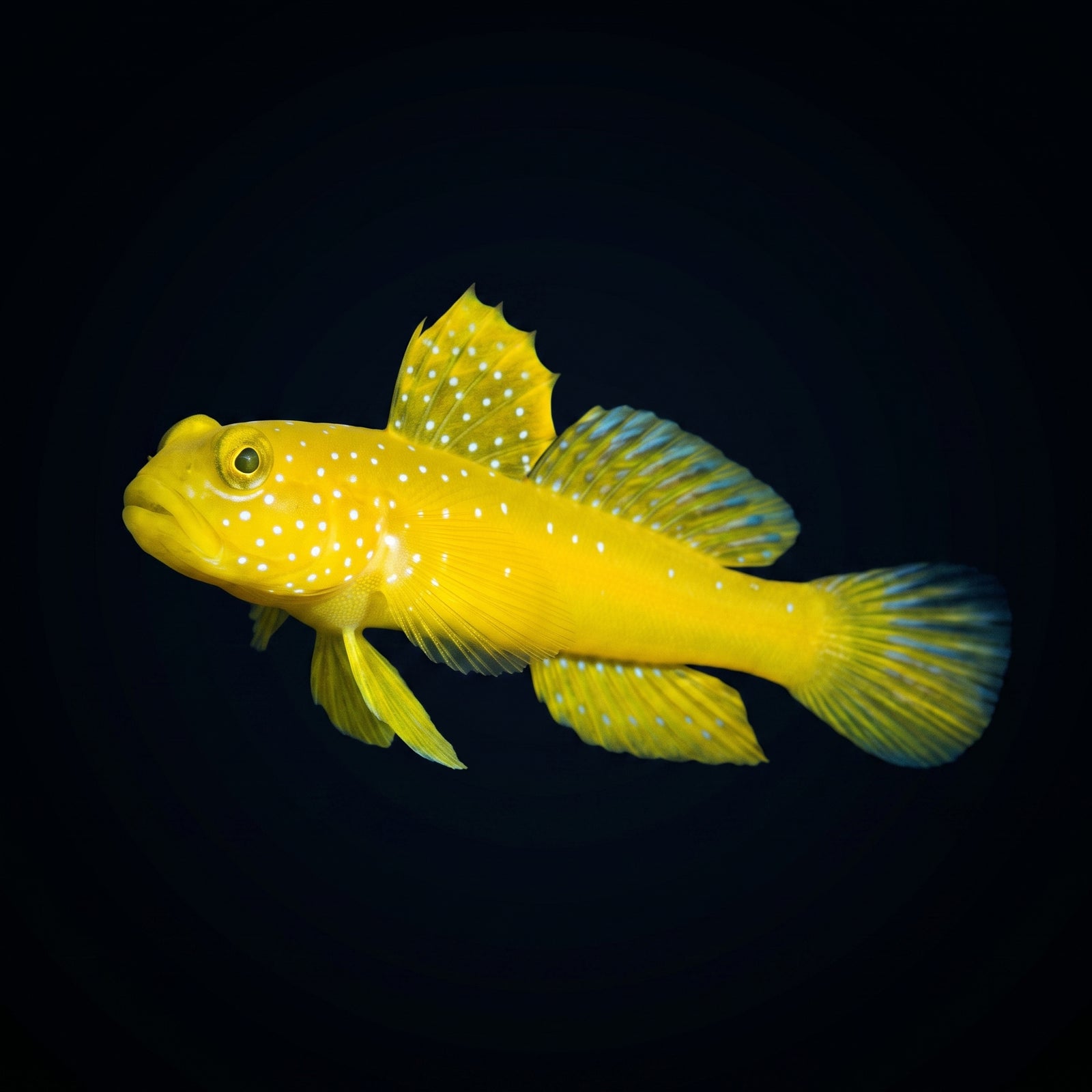 False Yellow Spotted Watchman Goby (Cryptocentrus sp.) saltwater aquarium fish portrait