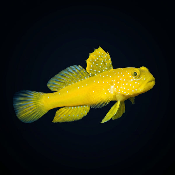 False Yellow Spotted Watchman Goby (Cryptocentrus sp.) saltwater aquarium fish portrait