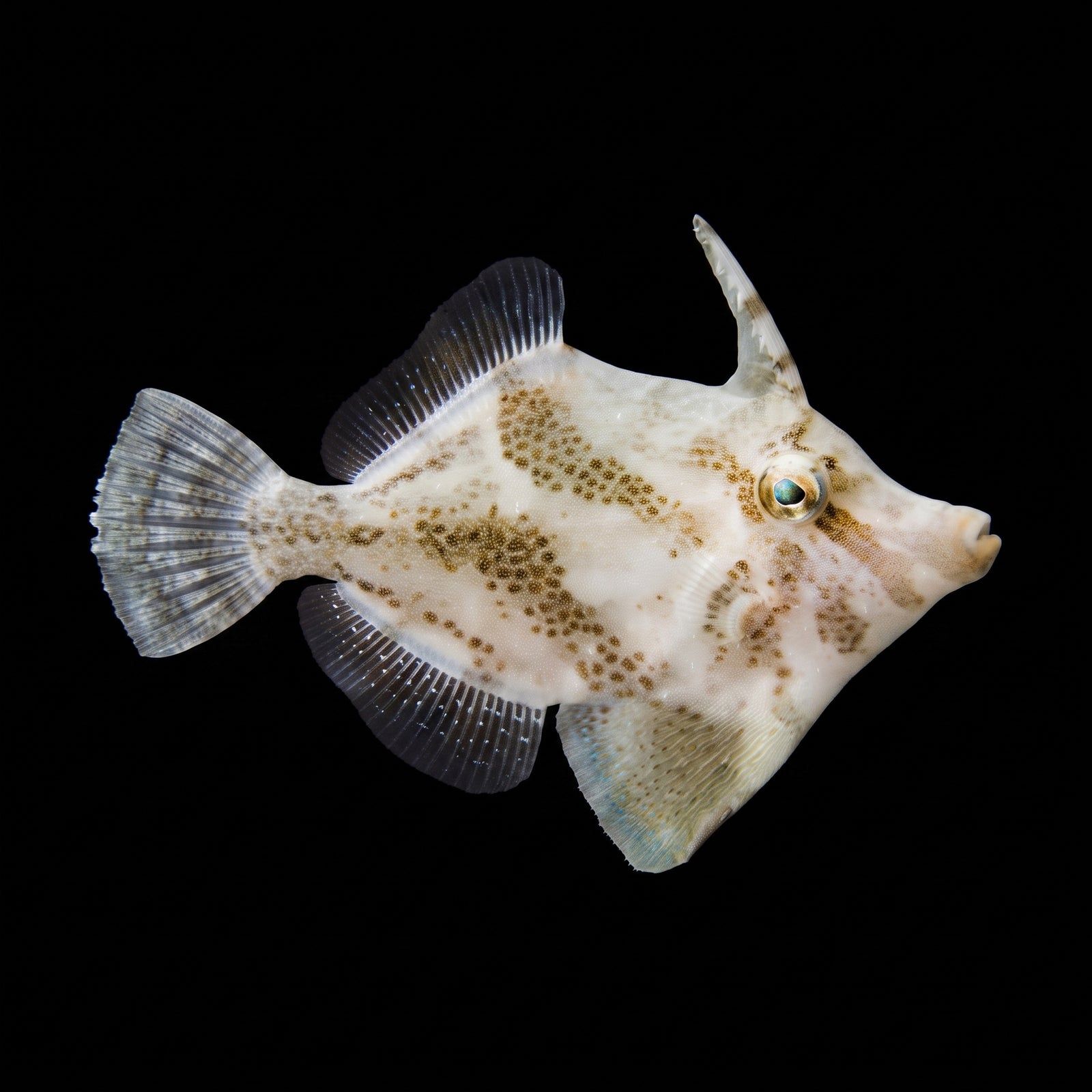 Fan Belly Leatherjacket Filefish (Monacanthus Chinensis) saltwater aquarium fish portrait
