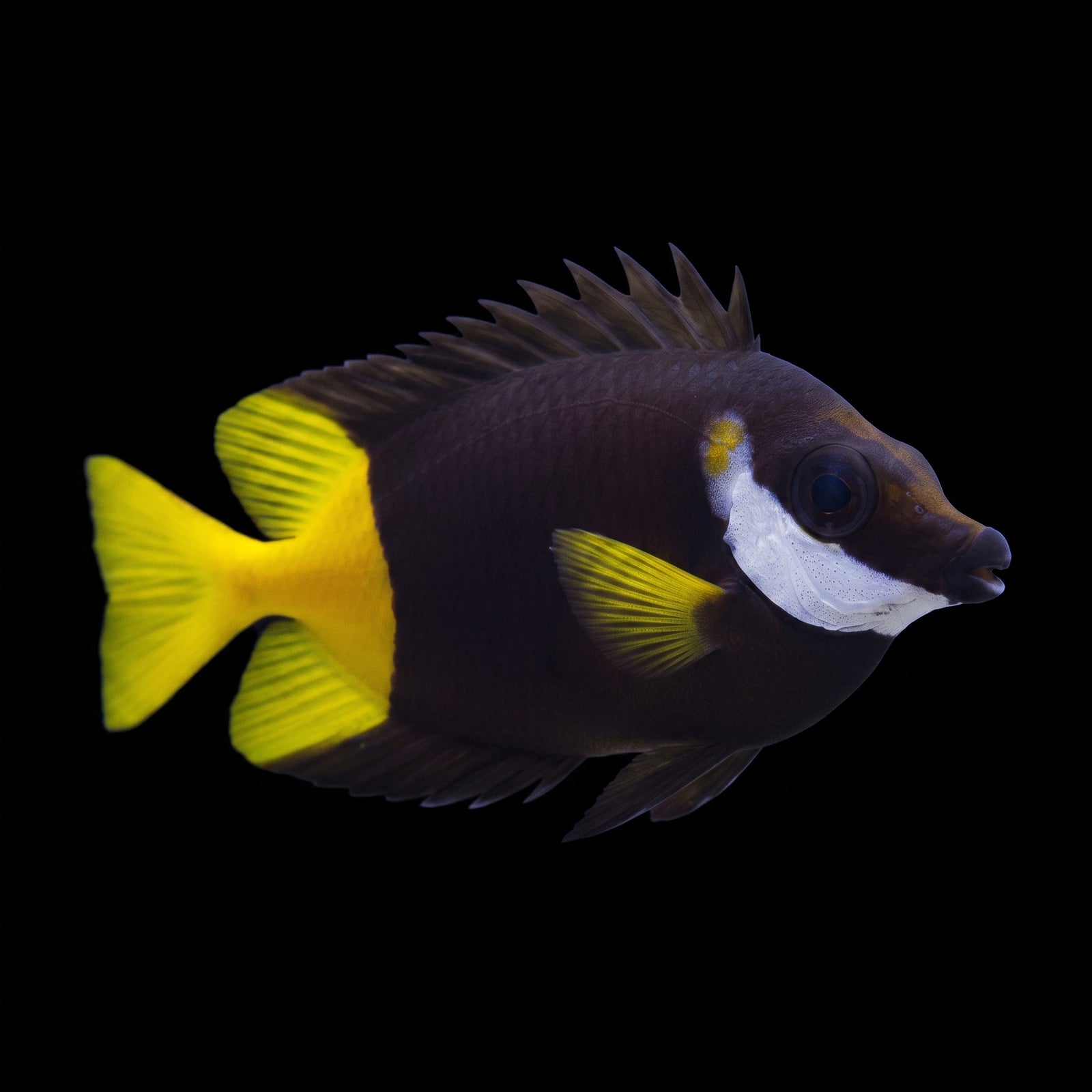 Fiji Foxface Rabbitfish (Siganus uspi) saltwater aquarium fish portrait