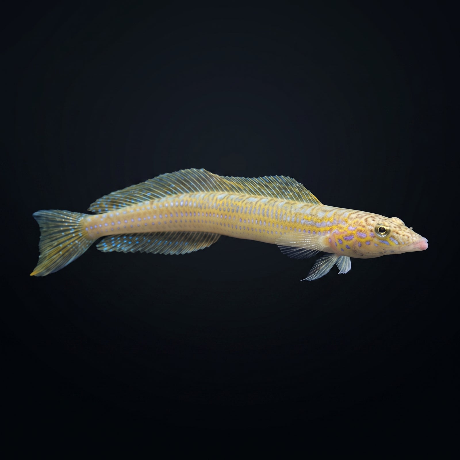 Filamented Sand Eel Diver Blenny (Trichonotus Setiger) saltwater aquarium fish portrait