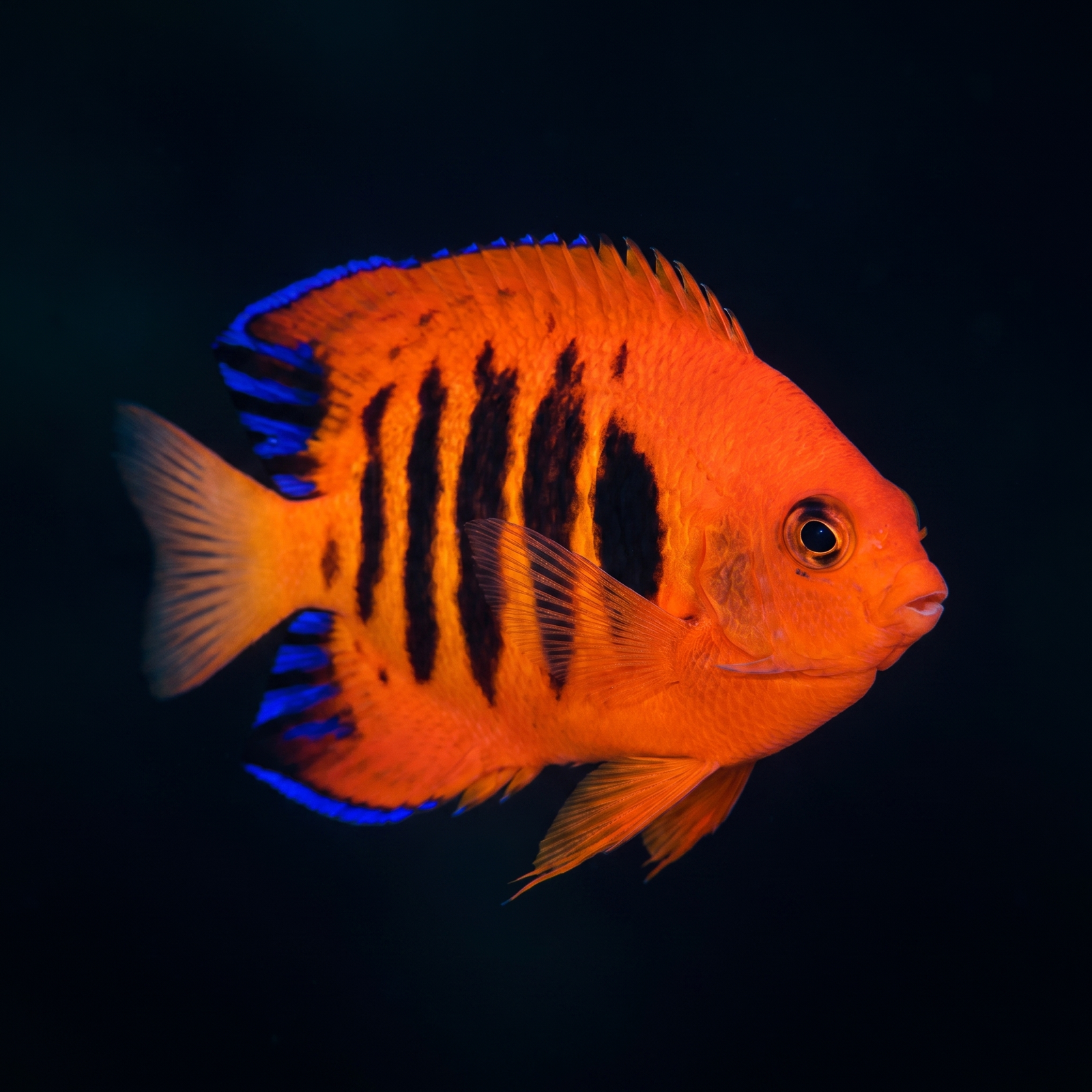 Flame Dwarf Angelfish saltwater fish care guide