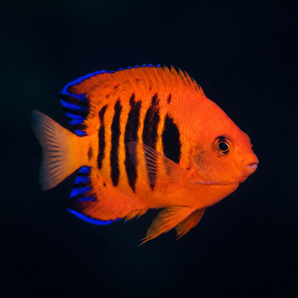 Flame Dwarf Angelfish saltwater fish care guide
