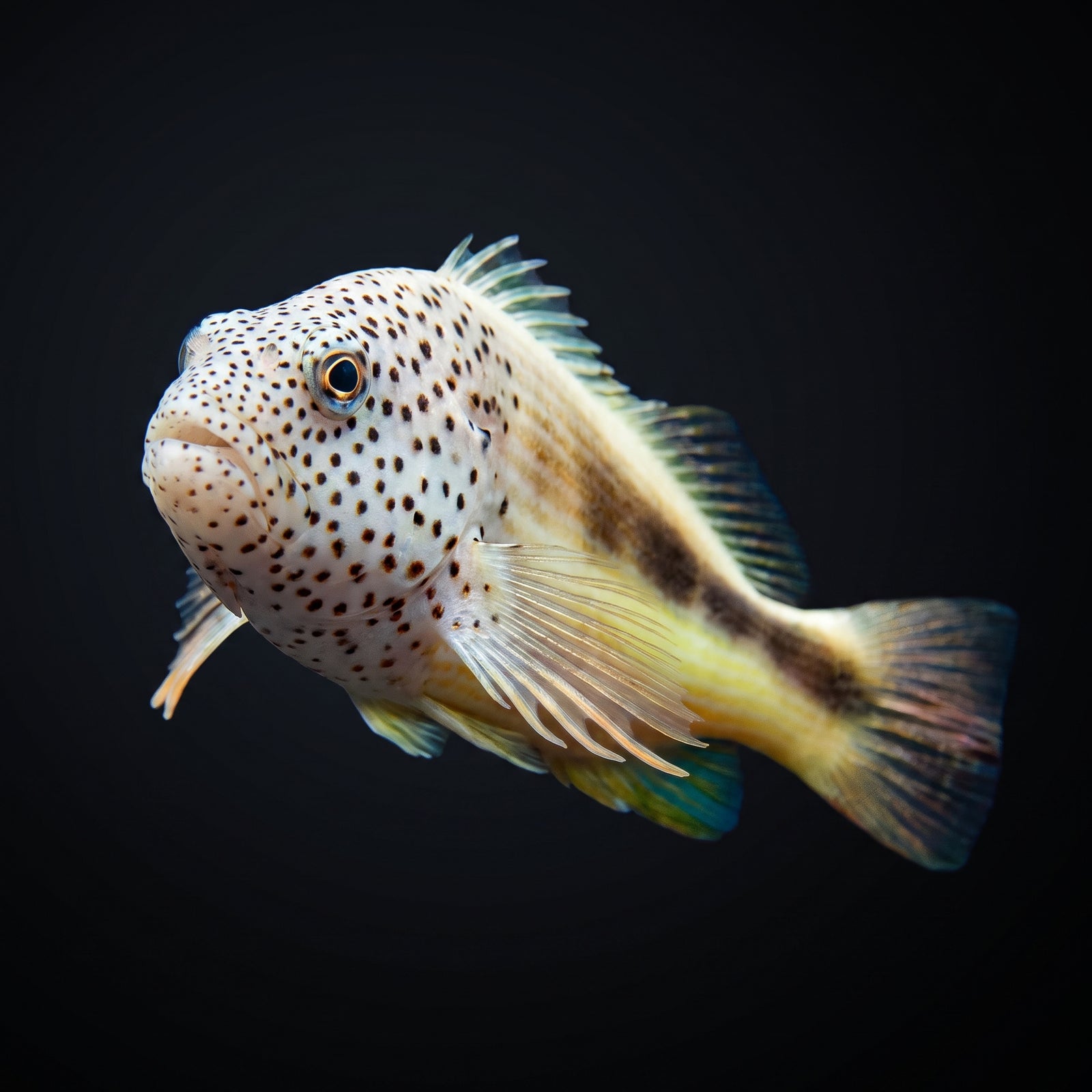 Freckle Face Hawkfish (Paracirrhites Forsteri) saltwater aquarium fish portrait
