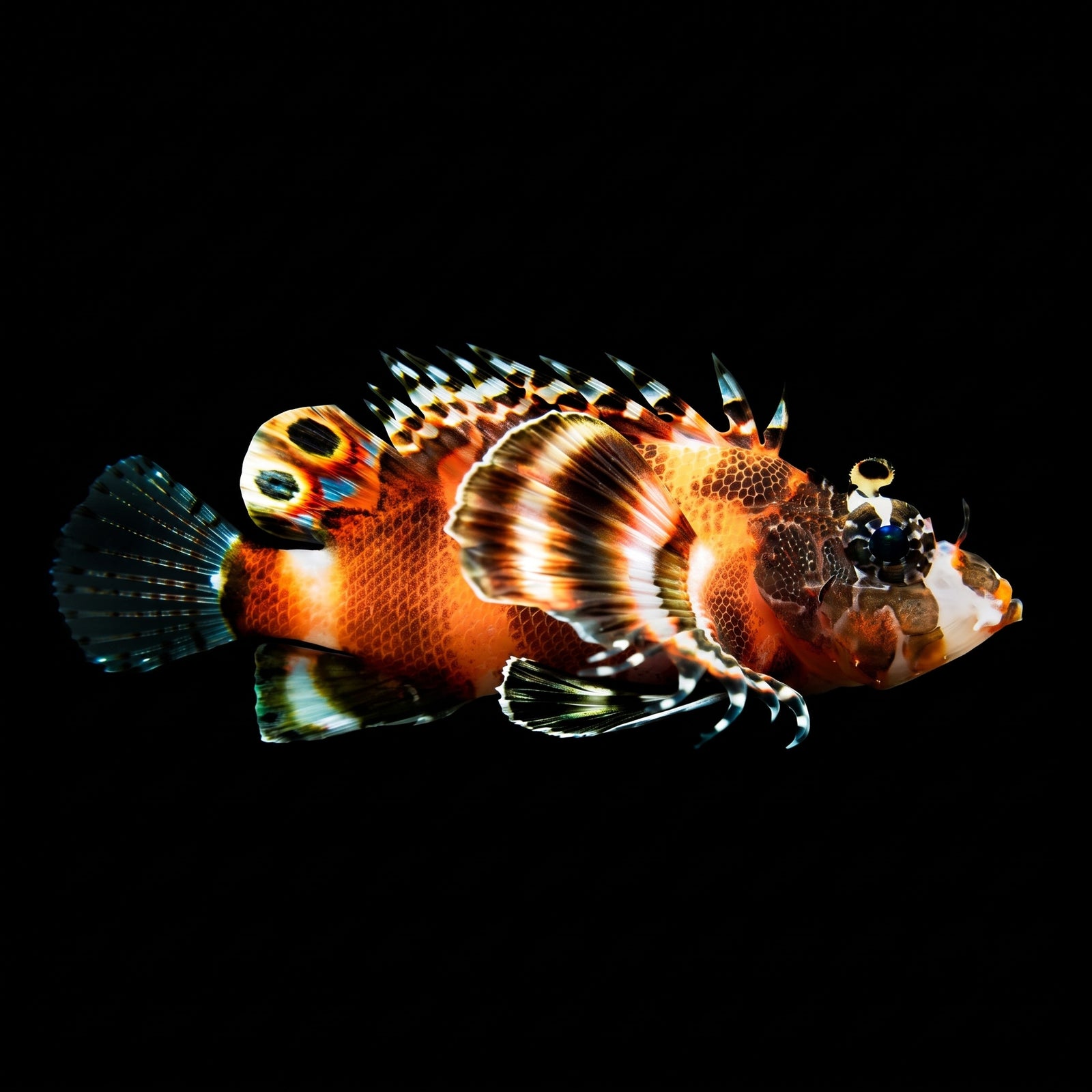 Fu Manchu Lionfish (Dendrochirus Biocellatus) saltwater aquarium fish portrait