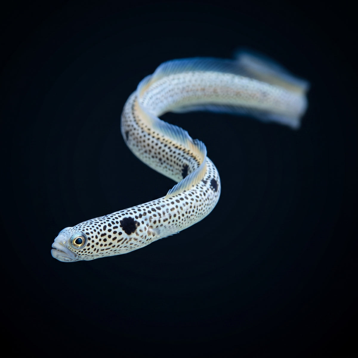 Garden Eel (Heteroconger Hassi) saltwater aquarium fish portrait