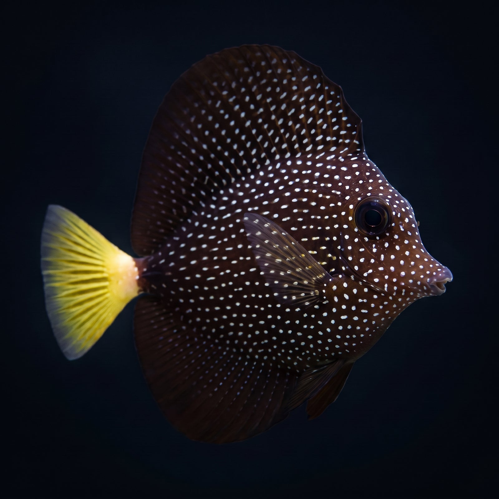 Gem Tang (Zebrasoma gemmatum) saltwater aquarium fish portrait