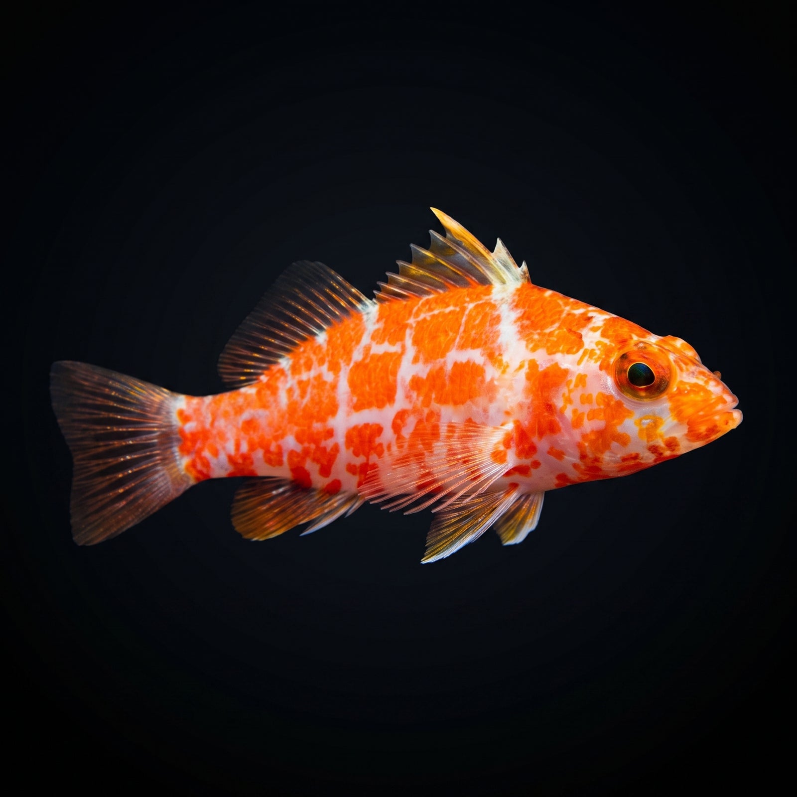 Geometric Pygmy Hawkfish (Plectranthias Inermis) saltwater aquarium fish portrait