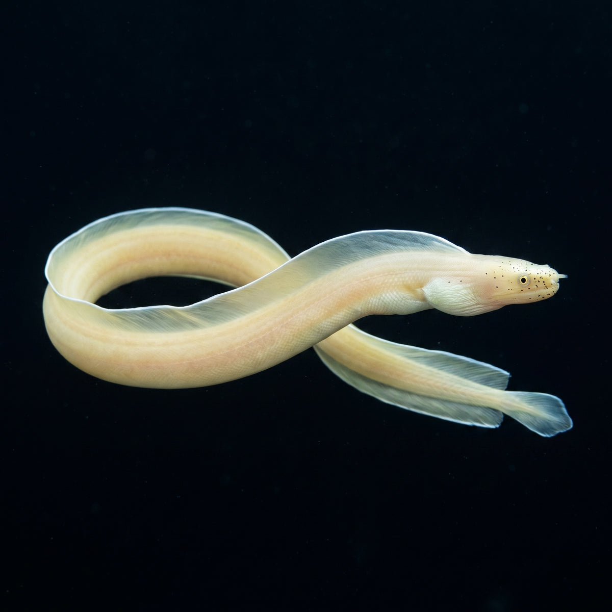 Ghost Ribbon Eel (Pseudechidna Brummeri) saltwater aquarium fish portrait