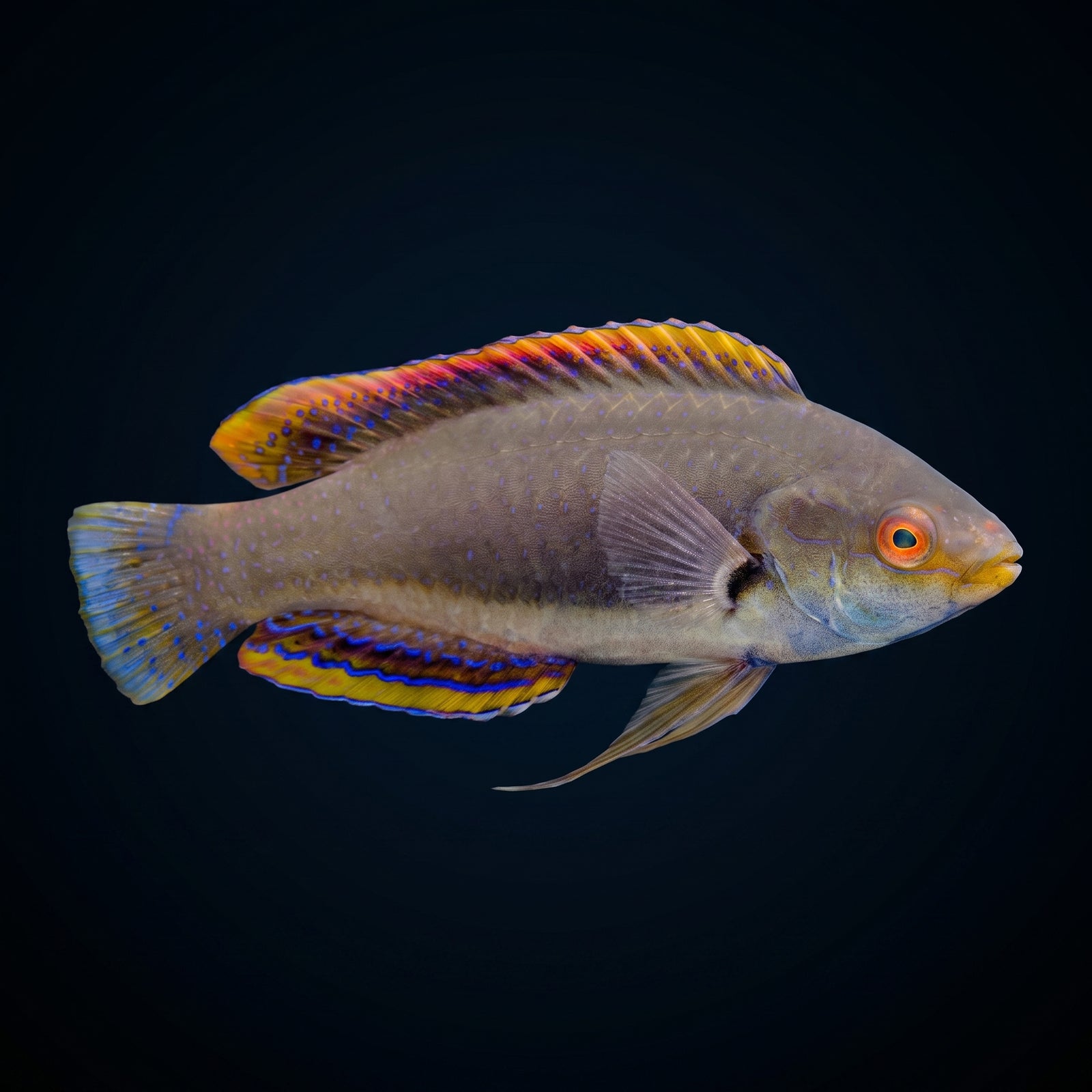 Girdled Fairy Wrasse (Cirrhilabrus Balteatus) saltwater aquarium fish portrait