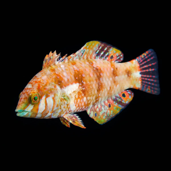 Gold Nugget Finspot Wrasse (Xenojulis Margaritacea) saltwater aquarium fish portrait