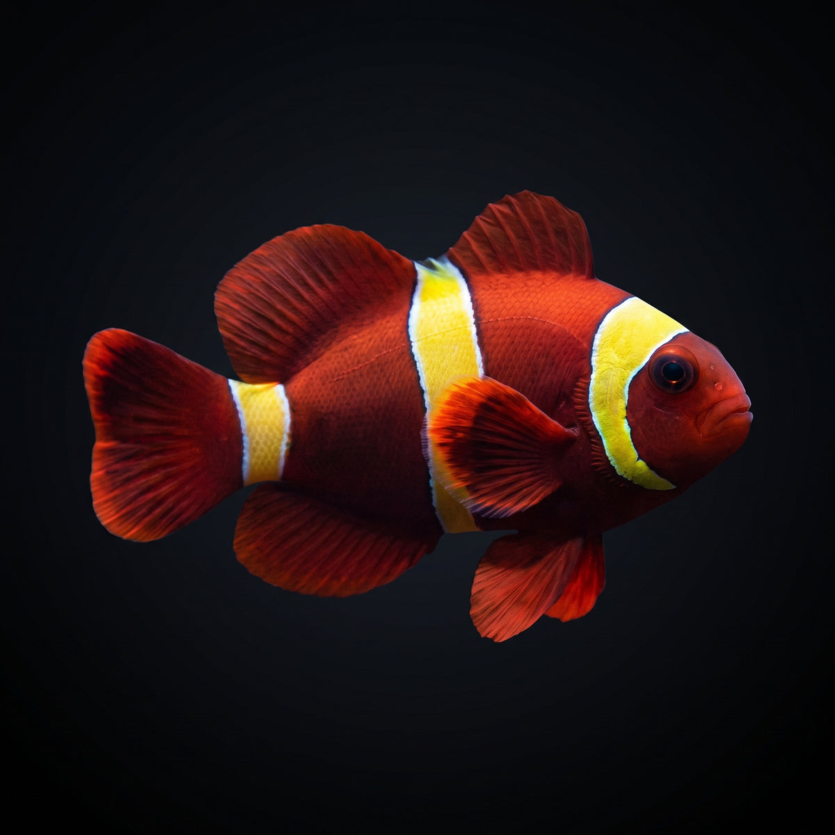 Gold Stripe Maroon Clownfish (Premnas Biaculeatus) saltwater aquarium fish portrait