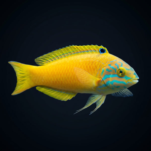 Goldbar Wrasse (Thalassoma Hebraicum) saltwater aquarium fish portrait