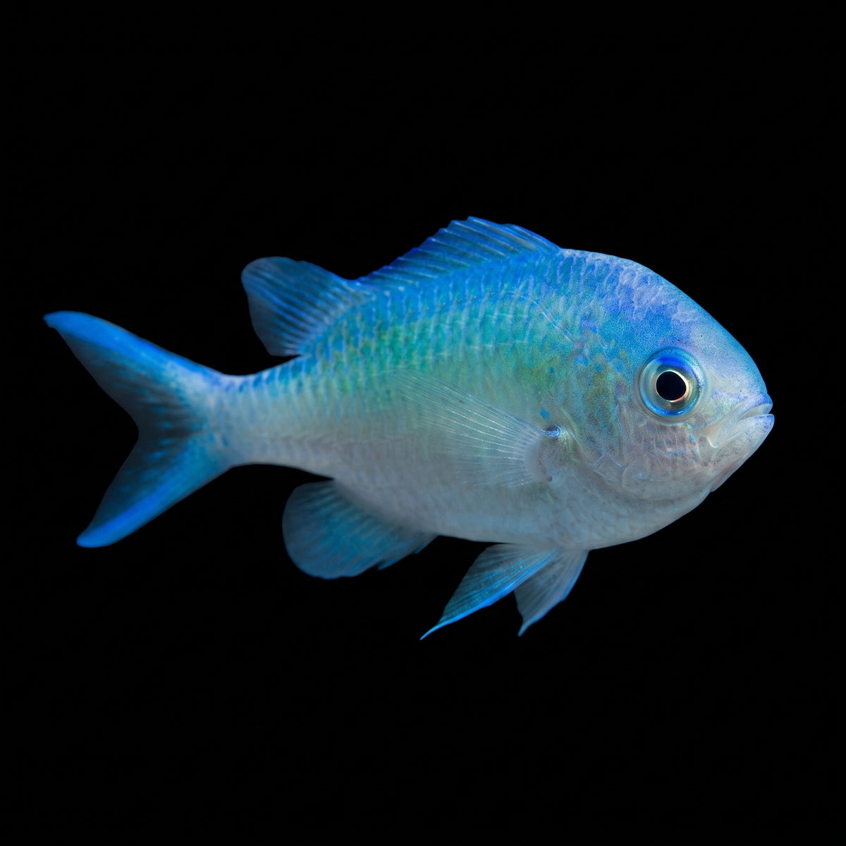 Green Chromis (Chromis Viridis) saltwater aquarium fish portrait