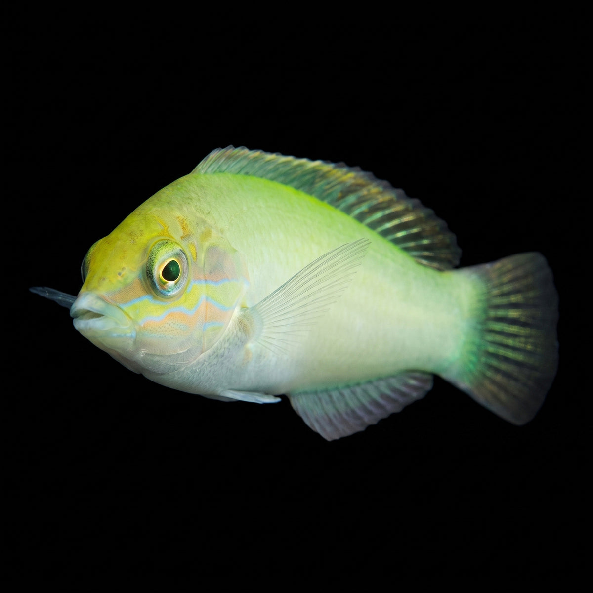 Green Coris Wrasse (Halichoeres Chloropterus) saltwater aquarium fish portrait