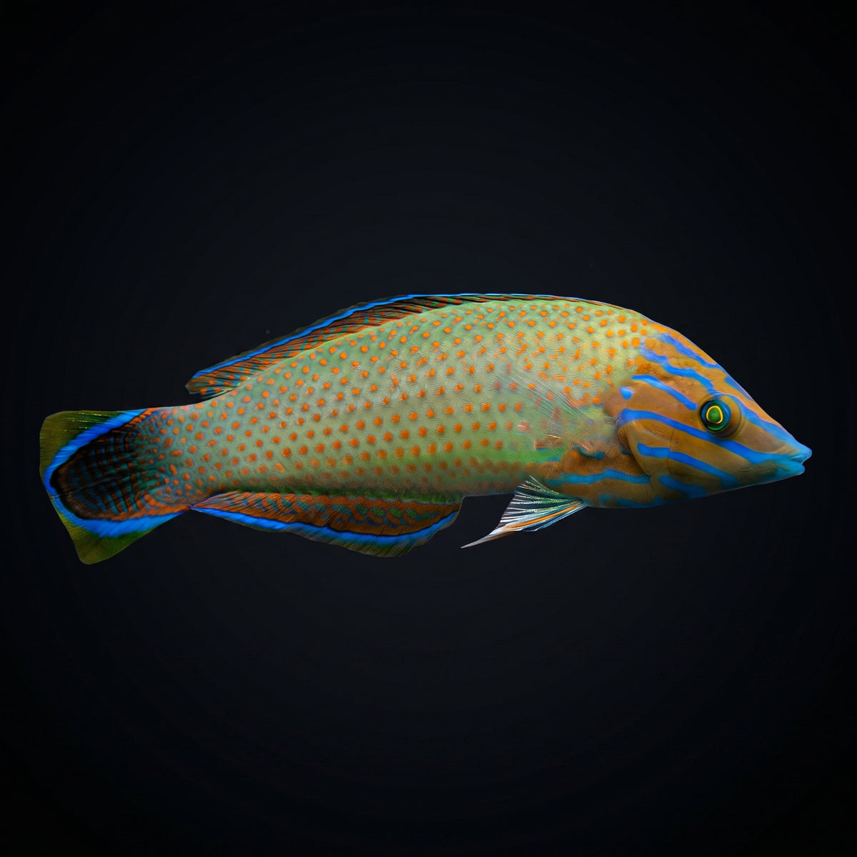 Grey Head Wrasse (Halichoeres Leucurus) saltwater aquarium fish portrait