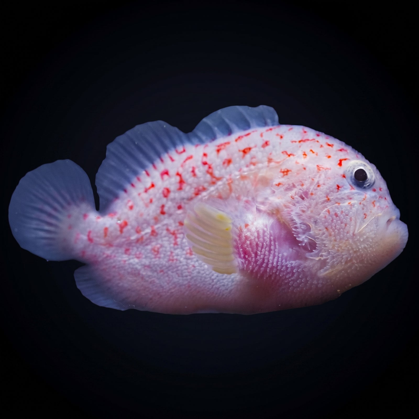 Gumdrop Coral Croucher (Caracanthus maculatus) saltwater aquarium fish portrait