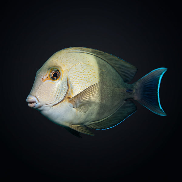 Half Black Mimic Tang (Acanthurus Chronixis) saltwater aquarium fish portrait