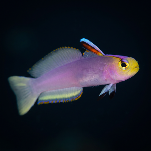 Helfrichi Firefish Goby