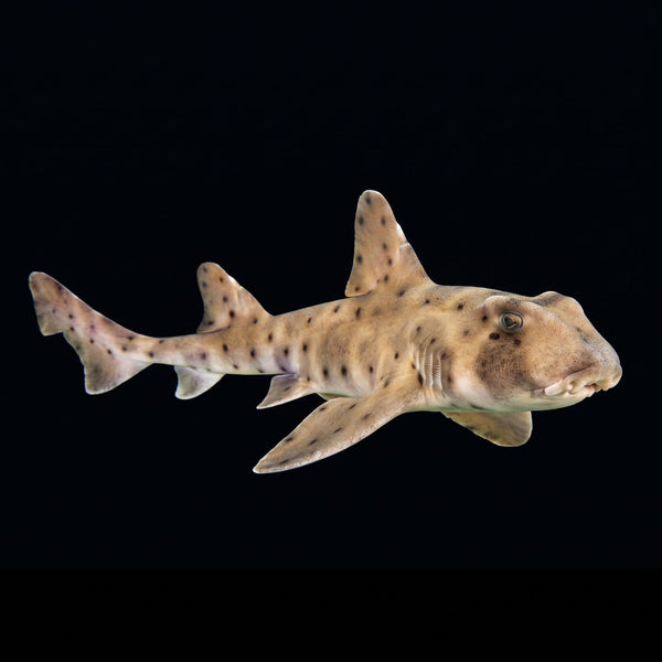 Horn Shark (Heterodontus Francisci) saltwater aquarium fish portrait