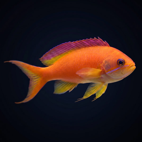 Ignitus Flame Anthias (Pseudanthias ignitus) saltwater aquarium fish portrait