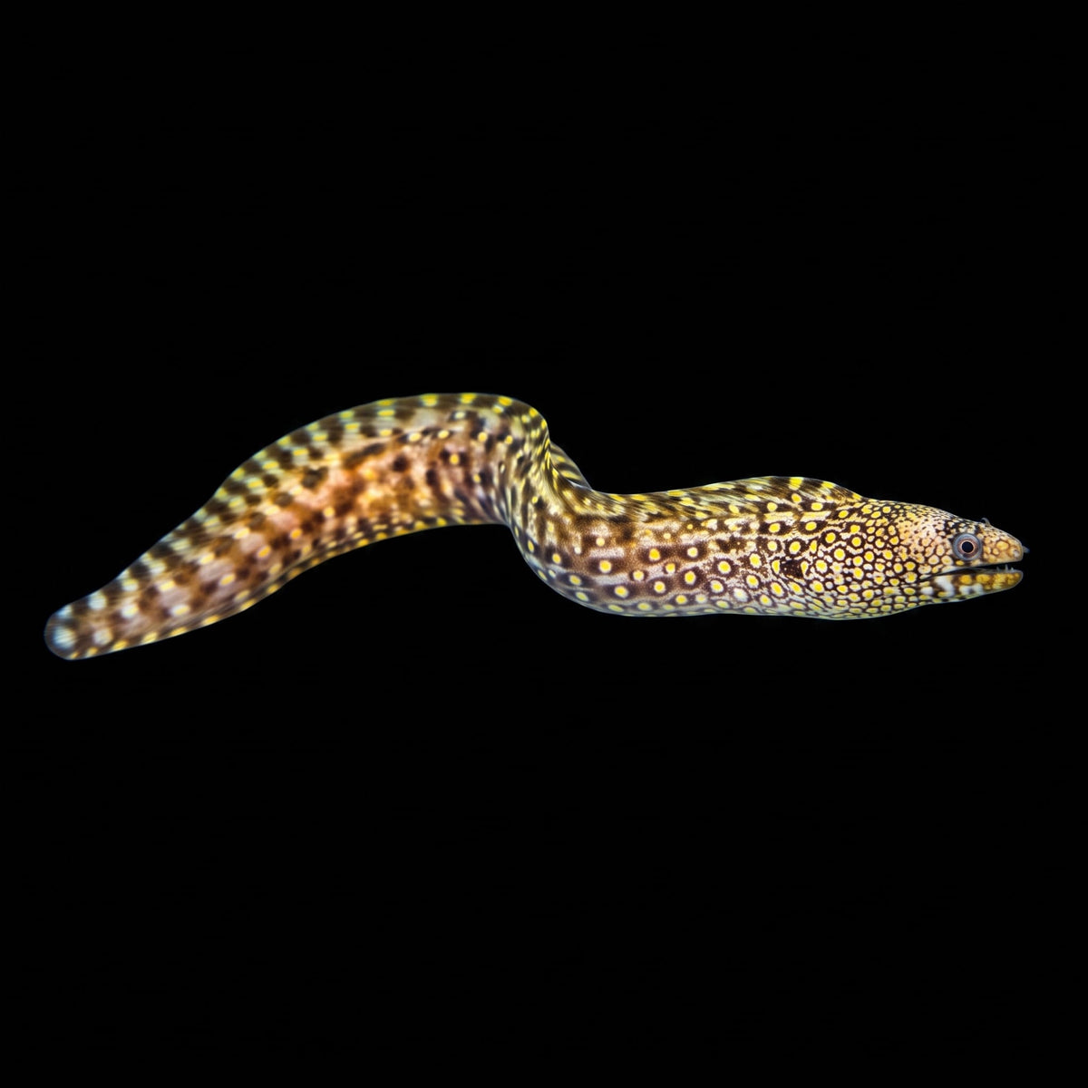 Jewel Moray (Muraena Lentiginosa) saltwater aquarium fish portrait