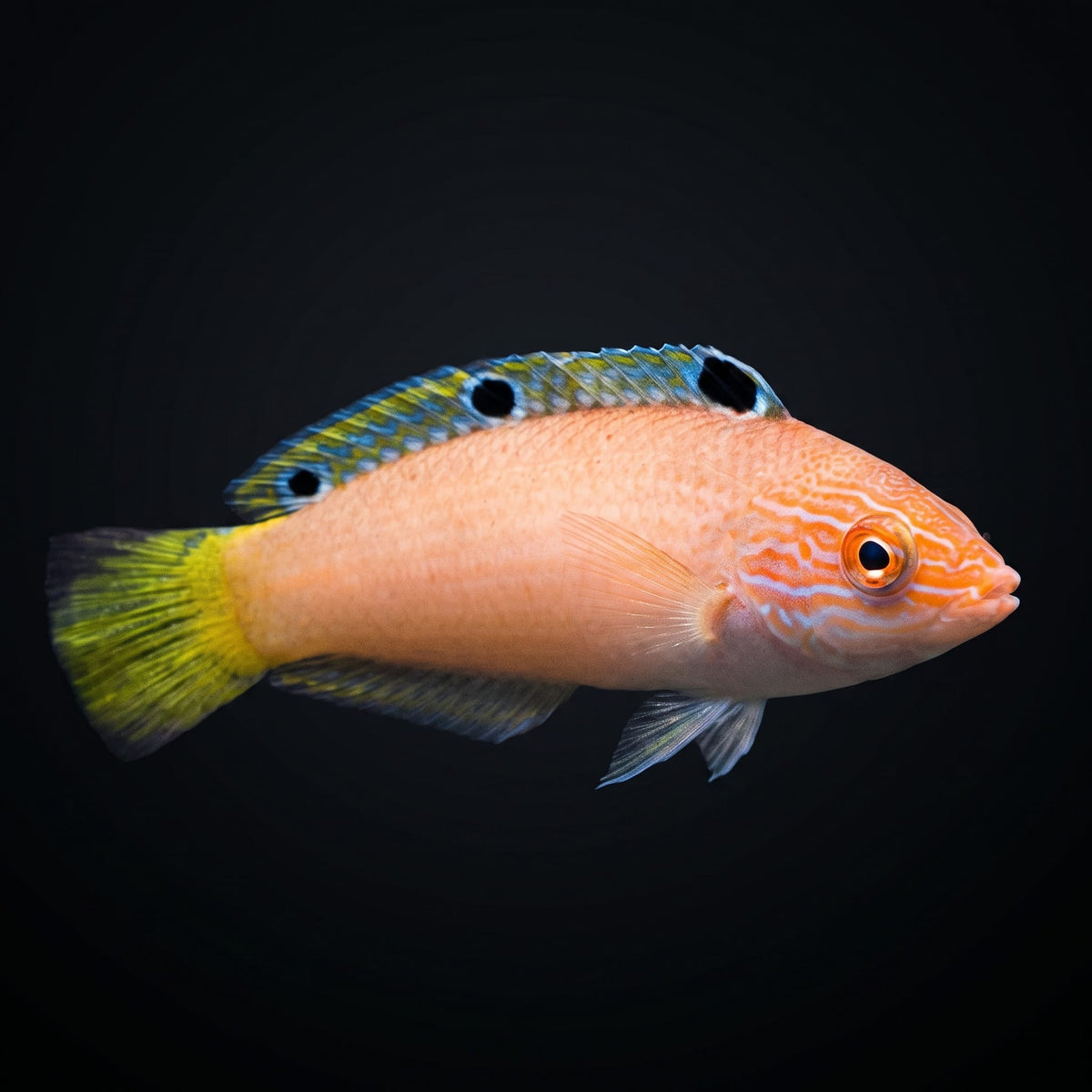 Jewelled Wrasse (Halichoeres Lapillus) saltwater aquarium fish portrait