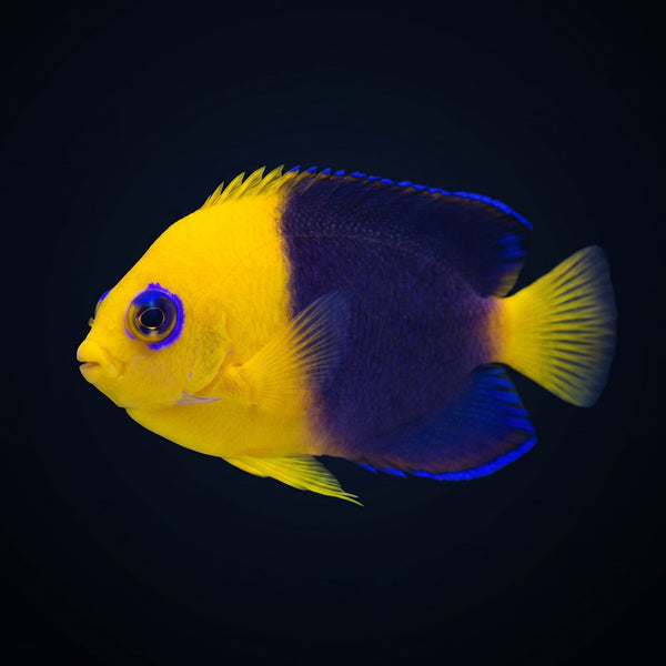 Joculator Angelfish (Centropyge Joculator) saltwater aquarium fish portrait