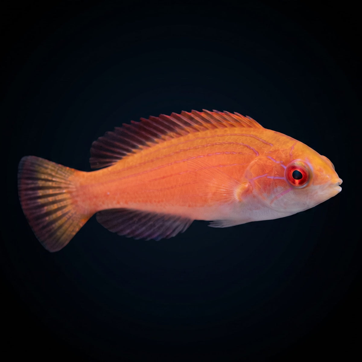 Johnsoni Fairy Wrasse (Cirrhilabrus Johnsoni) saltwater aquarium fish portrait